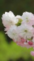 造幣局桜の通り抜け間近に