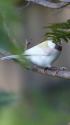白いシジュウカラ40