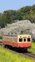 春爛漫の飯給駅