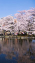 不忍池の桜並木