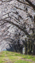 舟川べりの桜並木