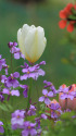 散歩道の花 1504-14-3
