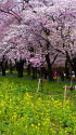 桜並木iと菜の花