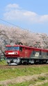 桜並木とEH500