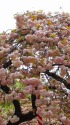 造幣局の桜 1