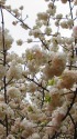 造幣局の桜 2