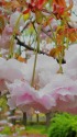 大阪城公園の桜 2