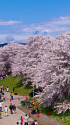白石川堤一目千本桜