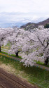 蔵王連峰を望む桜並木