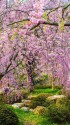 古永建設庭園の桜