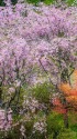 古永建設庭園の桜