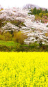 花見山公園・菜の花と桜