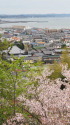 桜と伊勢湾