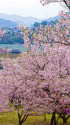 高遠湖を望む桜群生地