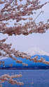 富士山と桜