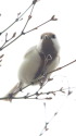 白いシジュウカラ49