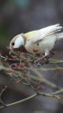 白いシジュウカラ50