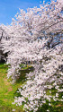 白石川沿いに続くi桜並木