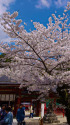 塩竈神社・本殿前の桜