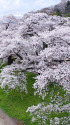 白石川沿いの桜並木