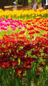 チューリップ・春の彩り