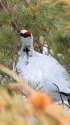 立山の白雷鳥7 立山の白雷鳥7
