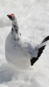 立山の白雷鳥9
