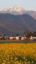 菜の花と常念岳