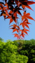 赤いカエデと青い空
