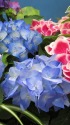紫陽花・アーリーブルー
