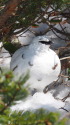 立山の白雷鳥10