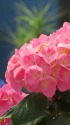紫陽花・ピーチ姫