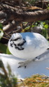 立山の白雷鳥11
