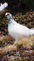 立山の白雷鳥12