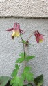 壁の花