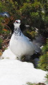 立山の白雷鳥13