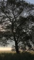 千曲川の朝
