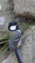 シジュウカラ25