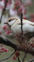 白いシジュウカラ67