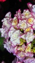 紫陽花(ケイコ)