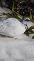 立山の白雷鳥15