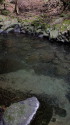 透き通る河津川