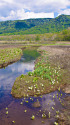 尾瀬の清流