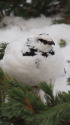 立山の白雷鳥17