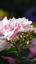 紫陽花・雨に唄えば