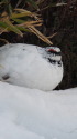 立山の白雷鳥18