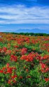 霧ヶ峰のレンゲツツジ