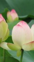 開きはじめたハスの花