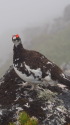 常念岳の雄雷鳥