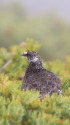 丸山の雄雷鳥